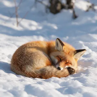 La referencia: un zorro rojo dormido en la nieve
