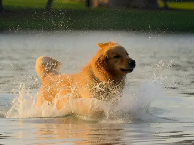 A golden retriever splashing through shallow water – MiniMax H3